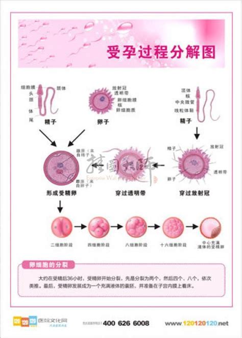 受孕|受孕